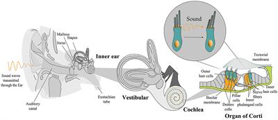 Insights into the regulation of hearing regeneration